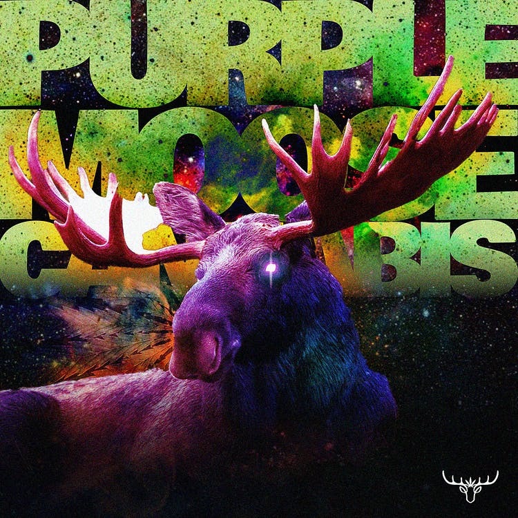 A intimidating Purple Moose stands in front of the words "Purple Moose Cannabis"