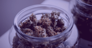 Cannabis Strains 101: Sativas, Indicas, Hybrids
