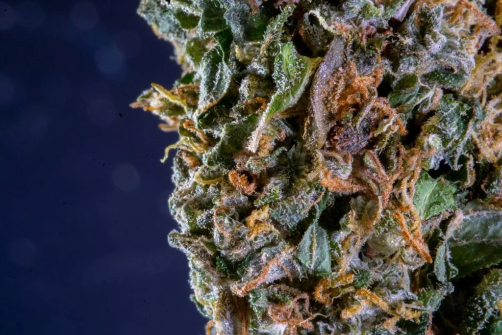 closeup of dried cannabis flower