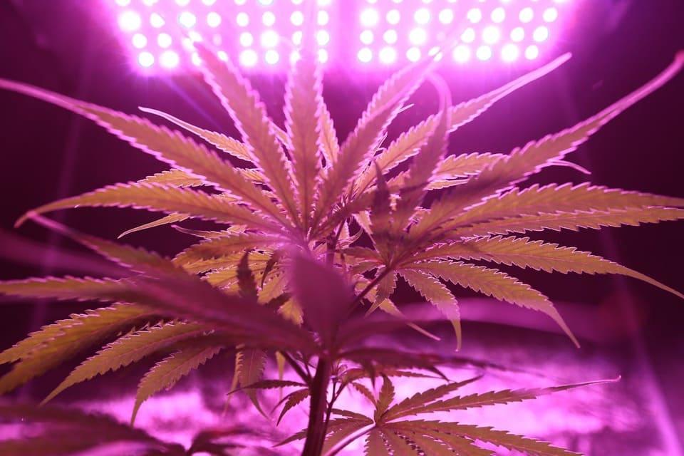 Closeup of cannabis plant leaves