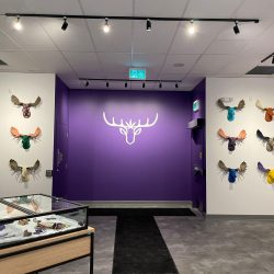 Moose heads hang on the enterance wall at Purple Moose Cannabis in North Park Plaza