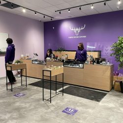 The checkout counter at Purple Mosoe cannabis Lawrence with staff members